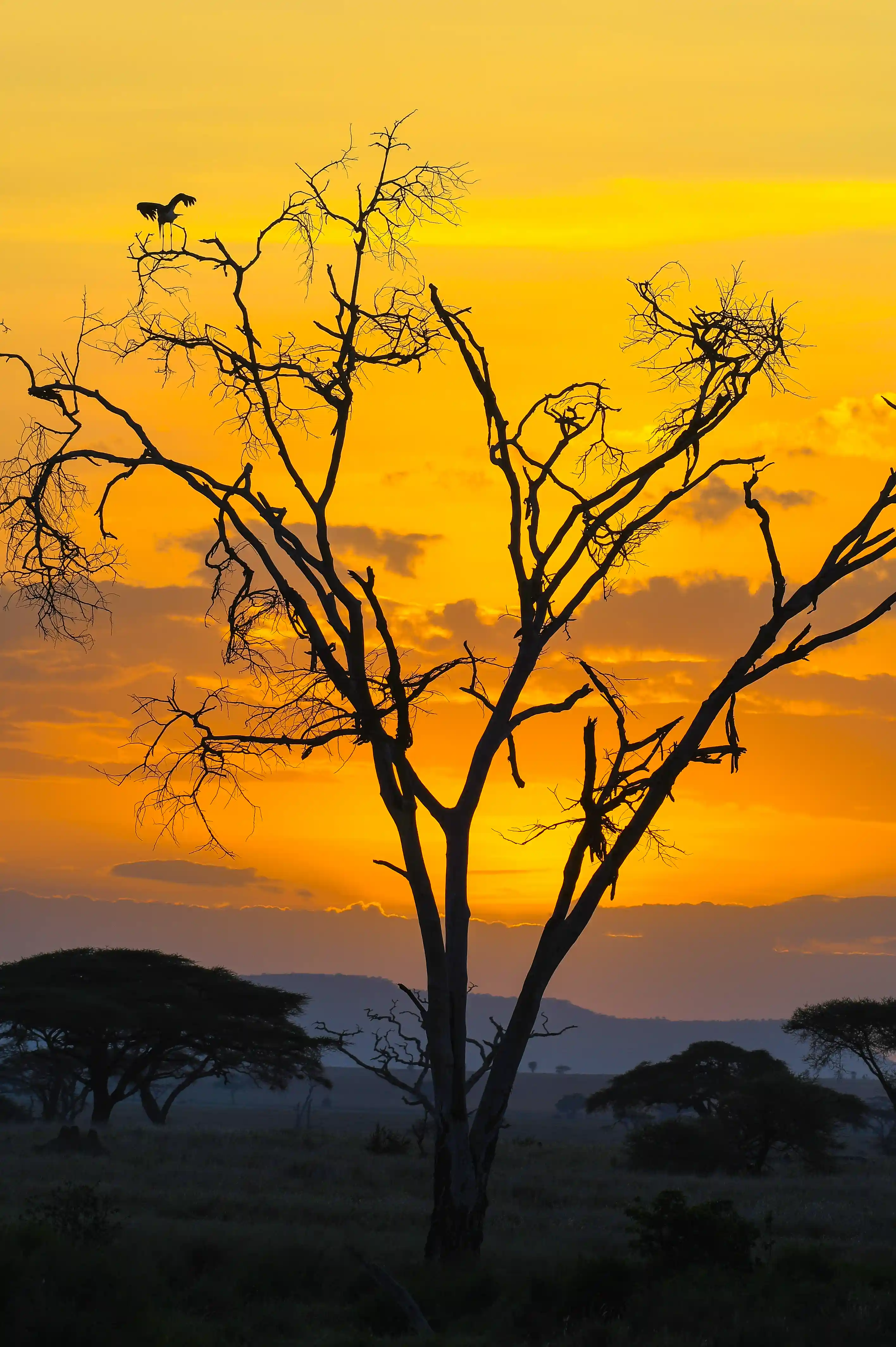 Talanta Trust Image nature 