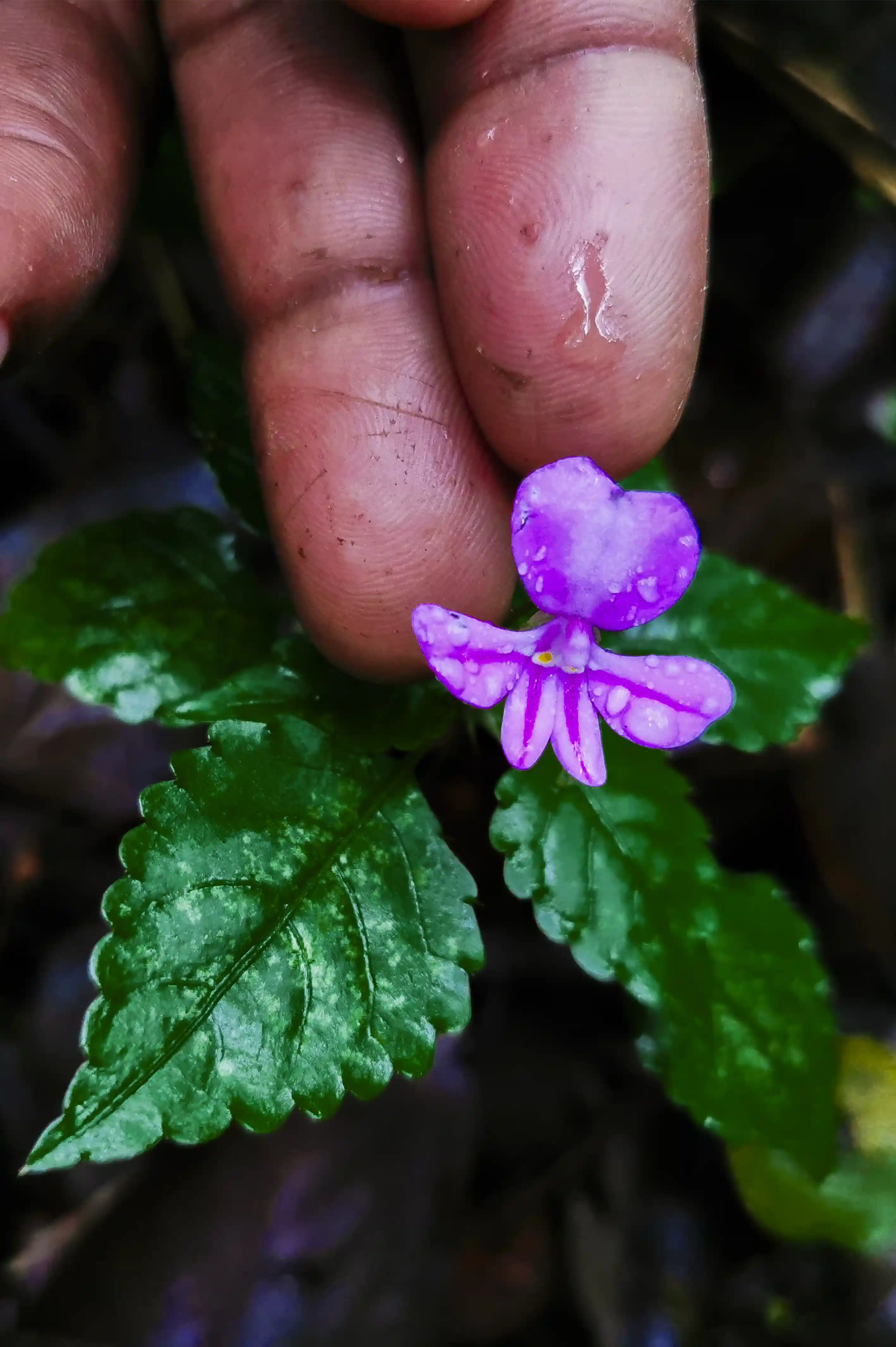 Talanta Trust Image 10